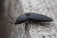 Parallelostethus attenuatus