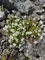 Arenaria pseudofrigida