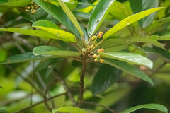 Coussapoa oligocephala