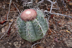 Melocactus concinnus