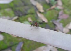 Cyrtodiopsis dalmanni