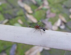 Cyrtodiopsis dalmanni