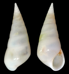 Melanella
