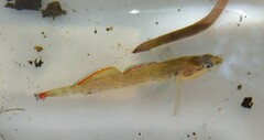 Etheostoma artesiae
