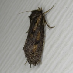 Acrolophus popeanella