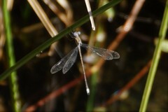 Archilestes californicus