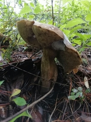 Boletus atkinsonianus