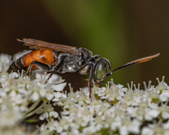 Tachysphex pechumani