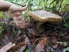 Boletus atkinsonianus