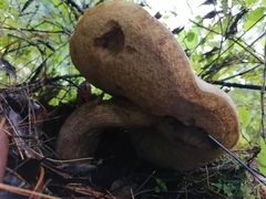 Boletus atkinsonianus