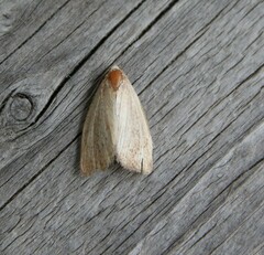 Photedes minima