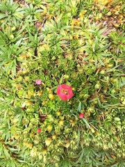 Gentianella rupicola