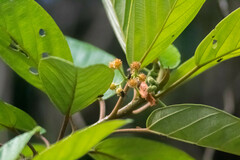 Coussapoa oligocephala