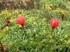 Gentianella rupicola