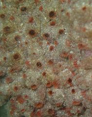 Stolonica australis