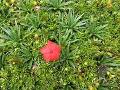 Gentianella rupicola