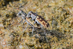 Ellipsoptera macra