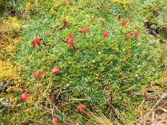Gentianella rupicola