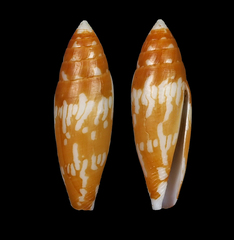 Conus cylindraceus