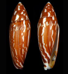 Conus cylindraceus