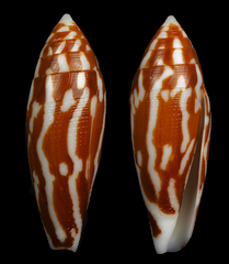 Conus cylindraceus