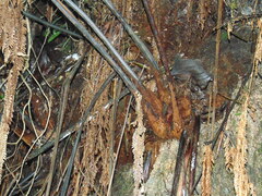 Lophosoria quadripinnata