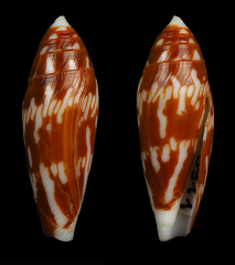 Conus cylindraceus