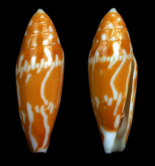 Conus cylindraceus