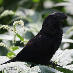 Crotophaga ani