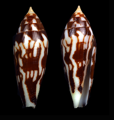 Conus cylindraceus