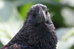 Crotophaga ani