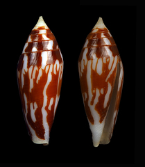 Conus cylindraceus