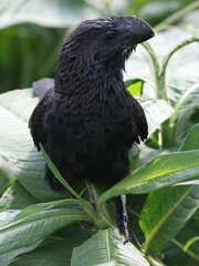 Crotophaga ani
