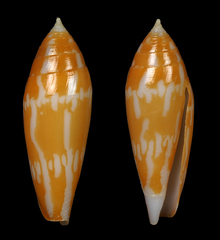 Conus cylindraceus
