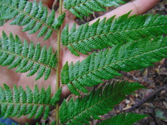 Lophosoria quadripinnata