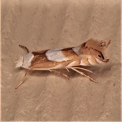 Phyllonorycter fitchella