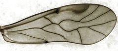 Peripsocus maoricus