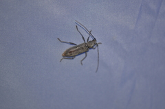 Eburia mutica