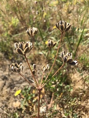 Lomatium nudicaule