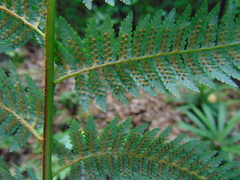 Lophosoria quadripinnata