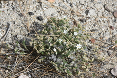 Leptosiphon melingii