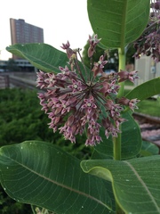 Asclepias syriaca