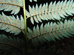 Lophosoria quadripinnata