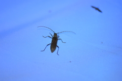 Eburia mutica