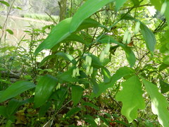 Polygonatum biflorum commutatum