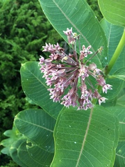 Asclepias syriaca