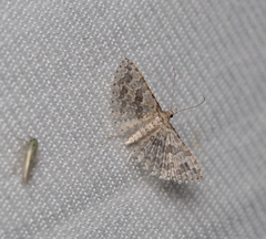 Alucita desmodactyla