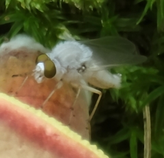 Pandivirilia albifrons