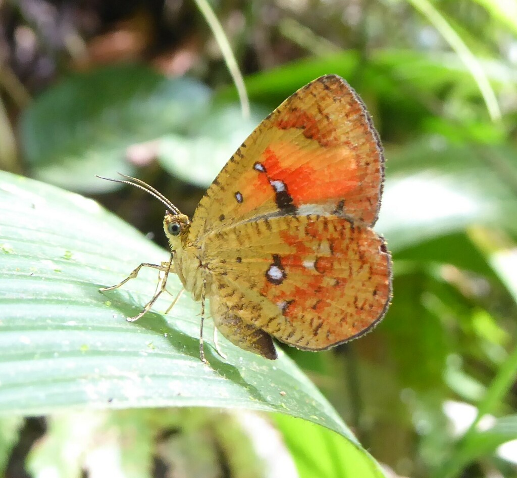 Callidula jucunda