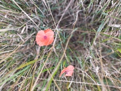 Papaver rhoeas
